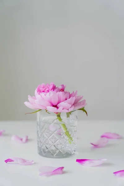 Vidrio transparente con agua y peonía rosa sobre mesa blanca aislada en gris - foto de stock