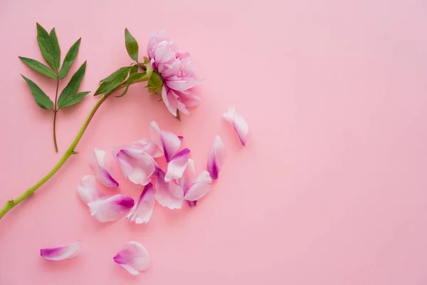 Ansicht von Blütenblättern und Pfingstrosen mit grünen Blättern auf rosa Hintergrund — Stockfoto