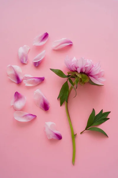 Vista superior da peônia rosa e pétalas espalhadas no fundo rosa — Fotografia de Stock