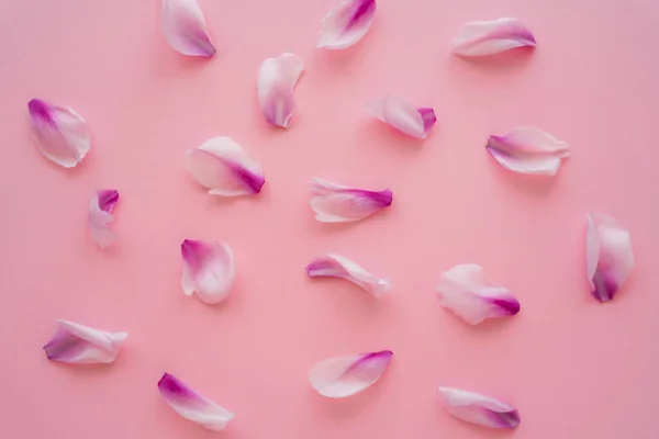 Vue de dessus des pétales floraux frais éparpillés sur fond rose — Photo de stock