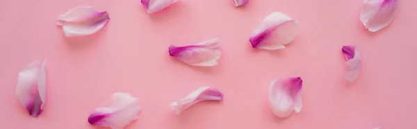 Вид зверху на природні квіткові пелюстки, розкидані на рожевому фоні, банер — стокове фото
