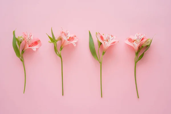Draufsicht auf tropische Alstroemeria-Blüten auf rosa Hintergrund — Stockfoto