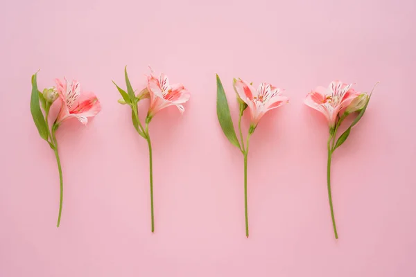 Vue de dessus des fleurs tropicales d'alstroemeria sur fond rose — Photo de stock