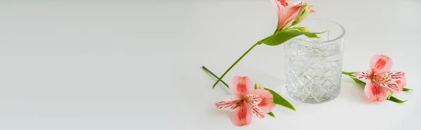 Pink peruvian lilies and glass with pure water on white surface with copy space, banner — Stock Photo