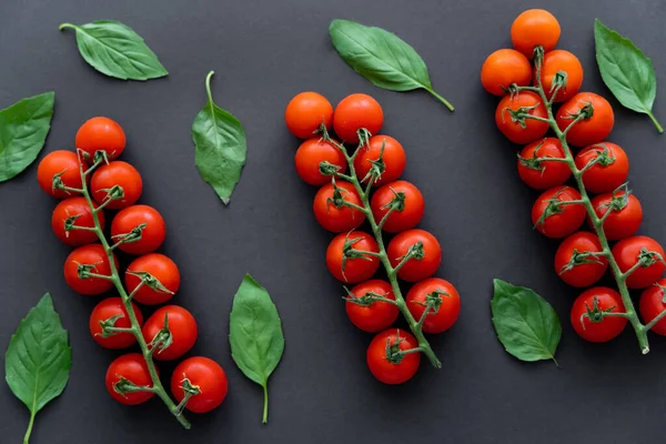 Vue du dessus des tomates cerises avec des feuilles de basilic sur fond noir — Photo de stock