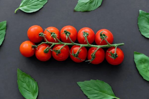 Vista superior de tomates cereja no ramo e folhas de manjericão no fundo preto — Fotografia de Stock