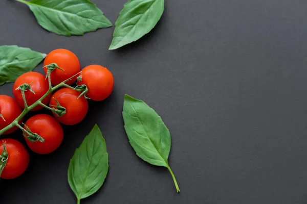 Draufsicht auf frisches Basilikum und Kirschtomaten auf schwarzem Hintergrund — Stockfoto