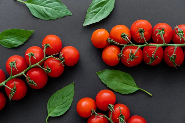 Vue du dessus des feuilles de basilic bio et des tomates cerises sur fond noir — Photo de stock