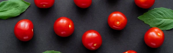 Vue du dessus des tomates cerises entières et des feuilles de basilic sur fond noir, bannière — Photo de stock