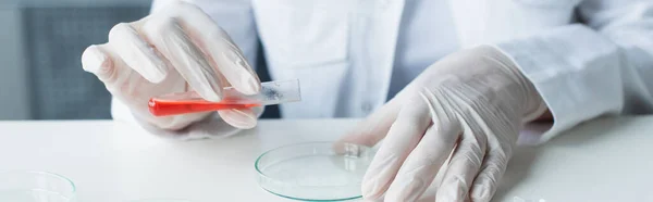 Vista cortada do cientista segurando tubo de ensaio e placa de Petri em laboratório, banner — Fotografia de Stock