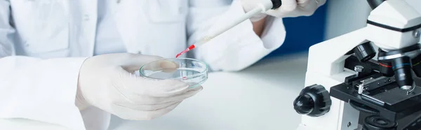 Cropped view of scientist holding pipette and and petri dish near microscope in lab, banner — стоковое фото