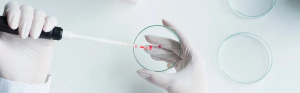 Top view of researcher working with petri dish and electronic pipette in lab, banner - foto de stock
