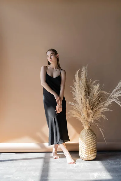 Full length of barefoot woman in black strap dress near wicker vase with spikelets on beige background — Stock Photo