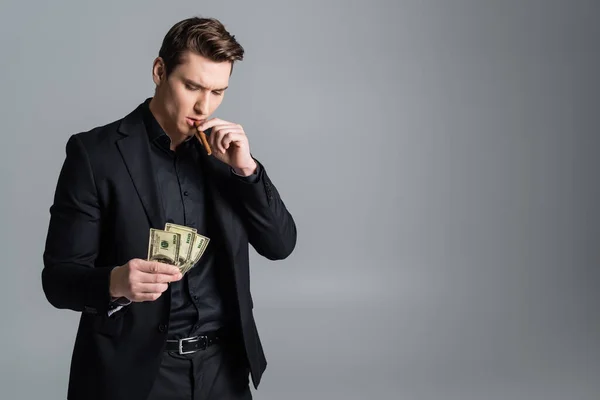 Stylish man in black suit looking at dollars while smoking cigar isolated on grey — Foto stock