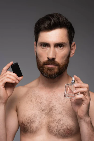 Bearded and shirtless man with hair on chest holding bottle with perfume isolated on grey — Stockfoto