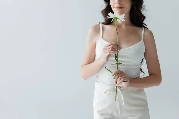 Cropped view of young woman holding chamomile isolated on grey — Fotografia de Stock