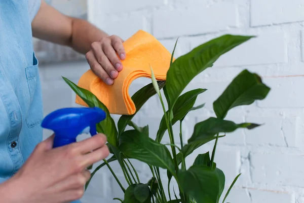 Cropped view of woman cleaning green plant with detergent and rag — Stockfoto