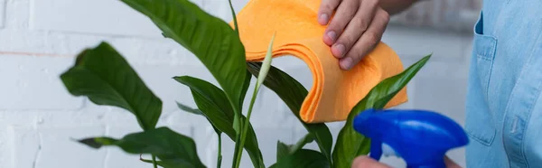 Cropped view of woman cleaning leaves of plant with detergent and rag, banner — Stock Photo