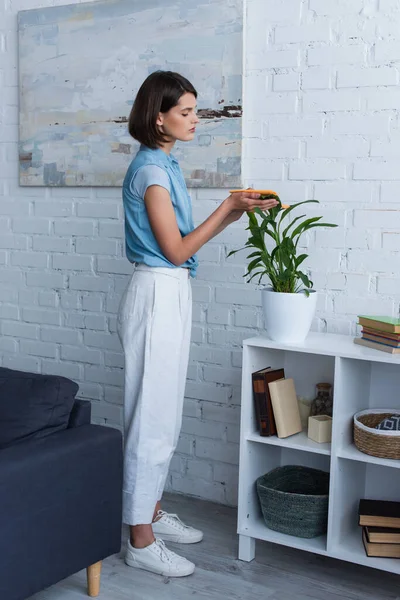 Side view of brunette woman cleaning green plant on rack in living room — Stock Photo