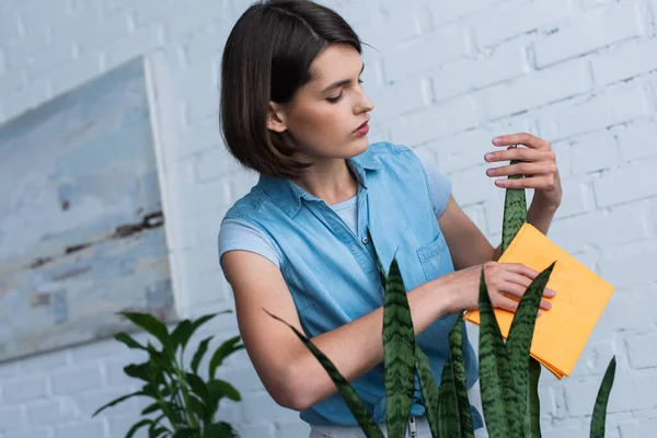 Молодая и красивая женщина вытирает декоративное растение мягкой тряпкой — стоковое фото