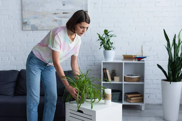 Woman putting plant on bedside table during housework at home - foto de stock