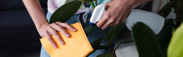 Cropped view of woman with rag and detergent cleaning plant at home, banner — Stock Photo
