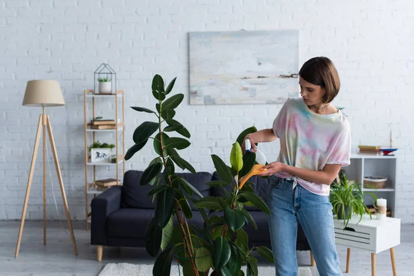 Молодая женщина очищает листья растений в гостиной — стоковое фото