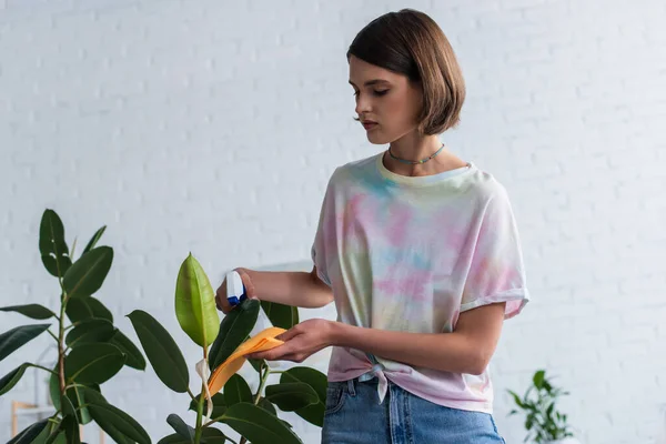 Brunette woman cleaning plant with detergent and rag at home — Stock Photo