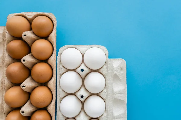 Vue du dessus des plateaux en carton ouvert avec des œufs de poulet sur fond bleu — Photo de stock