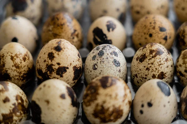 Vista de cerca de huevos frescos de codorniz en bandeja - foto de stock