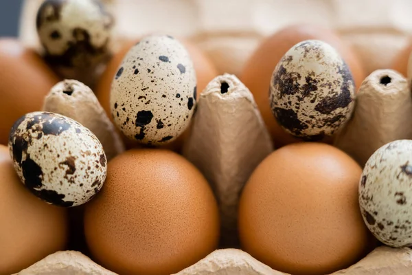 Vista de cerca de huevos de pollo y codorniz en bandeja de cartón abierta - foto de stock