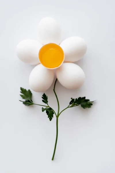 Puesta plana con yema en cáscara y huevos cerca del perejil en forma de flor sobre fondo blanco - foto de stock