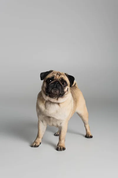 Perro pug de pura raza en collar rojo mirando a la cámara sobre fondo gris - foto de stock