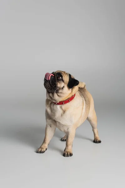 Purebred pug dog in red collar looking away and sticking out tongue on grey background — Stock Photo