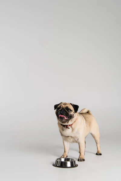 Lindo perro pug en collar rojo de pie cerca de tazón de acero inoxidable sobre fondo gris - foto de stock