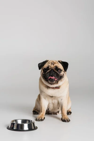 Purebred pug dog in collar sitting near stainless bowl on grey background — Stock Photo