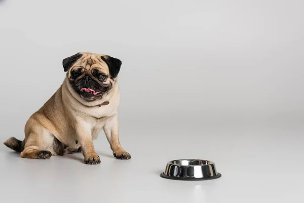 Cane pug di razza in colletto rosso seduto vicino a ciotola in acciaio inox con cibo per animali su sfondo grigio — Foto stock