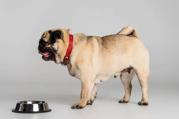 Vista lateral del perro pug de pura raza en collar rojo de pie cerca de un tazón de acero inoxidable con comida para mascotas en gris - foto de stock