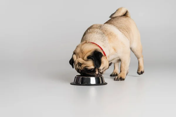 Cão pug de raça pura em colarinho vermelho comendo alimentos para animais de estimação de tigela inoxidável no fundo cinza — Fotografia de Stock