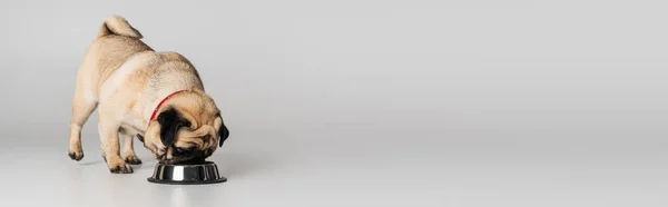 Chien de carlin de race en col rouge mangeant de la nourriture pour animaux de compagnie provenant d'un bol en acier inoxydable sur fond gris, bannière — Photo de stock