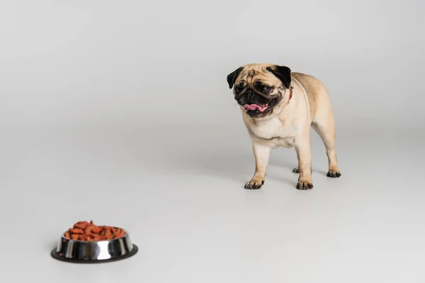 Purebred pug dog sticking out tongue near blurred stainless bowl with pet food on grey — Stock Photo