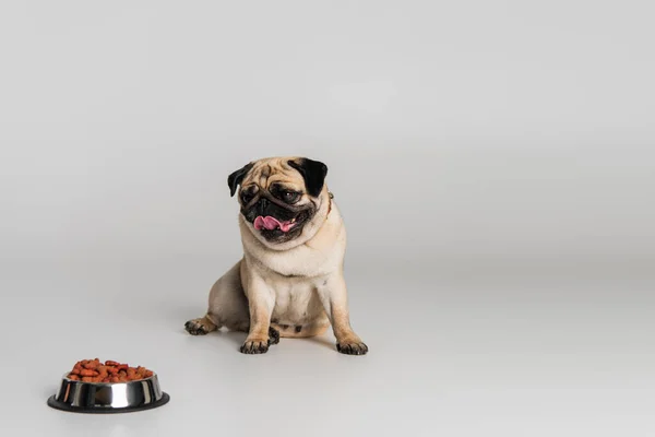 Purebred pug dog sticking out tongue near stainless bowl with pet food on grey background — Stock Photo