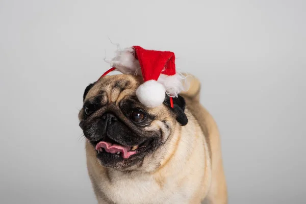 Reinrassiger Mops-Hund mit Weihnachtsmütze ragt Zunge isoliert auf grau heraus — Stockfoto