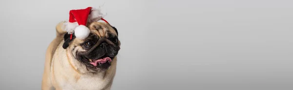 Purebred pug dog in santa hat sticking out tongue isolated on grey, banner — Stock Photo