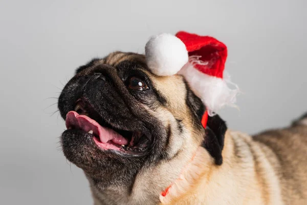 Чистокровний мопс собака в капелюсі Санта дивиться вгору ізольовано на сірому — стокове фото