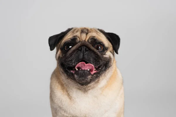 Purebred pug dog looking at camera and sticking out tongue isolated on grey — Stock Photo