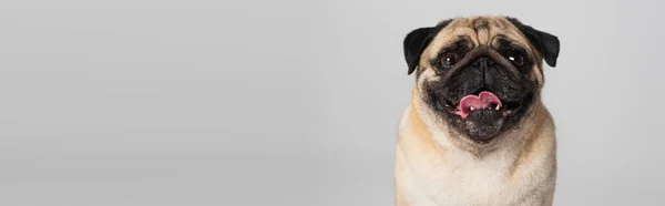 Cane carlino di razza guardando la fotocamera e sporgendo la lingua isolata su grigio, banner — Foto stock