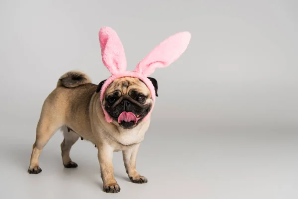 Cute pug dog in pink headband with bunny ears standing on grey background — Stock Photo