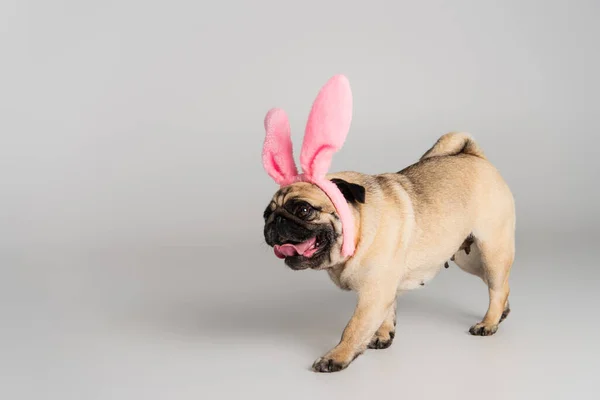 Chien carlin mignon en bandeau rose avec oreilles de lapin marchant sur fond gris — Photo de stock