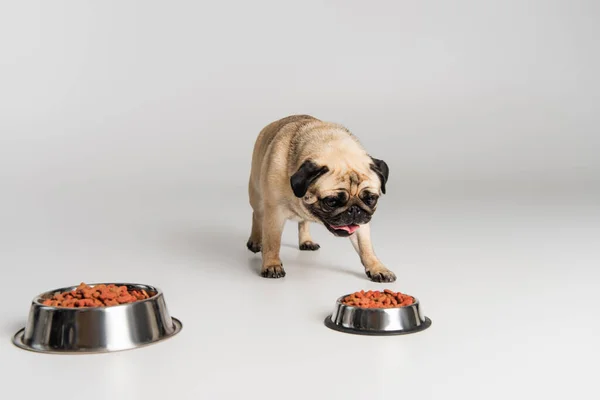 Purebred pug dog sticking out tongue while choosing dry pet food in stainless bowls on grey — Stock Photo